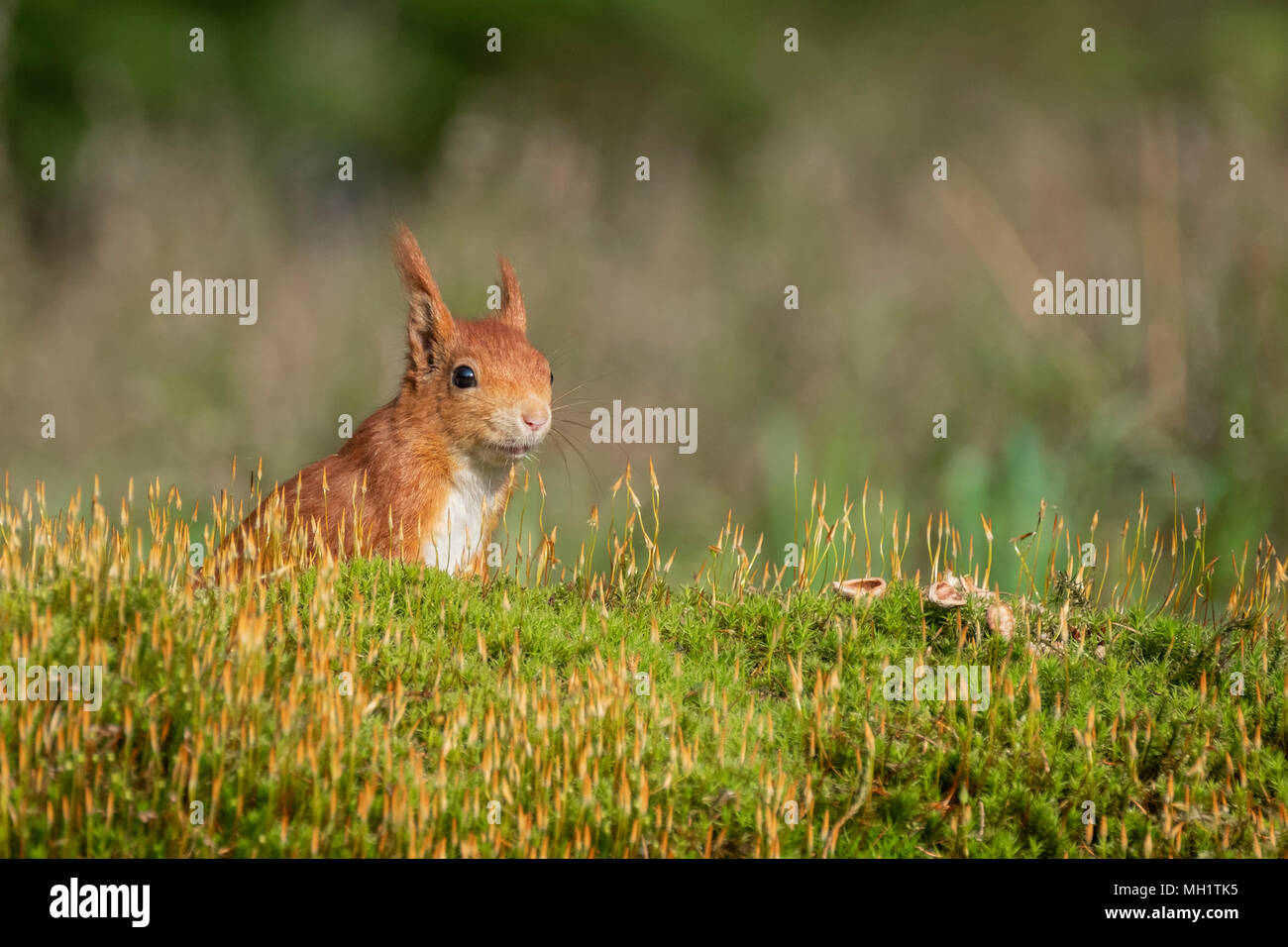 red squirrel stands in the green moss and looks around alertly Stock Photo
