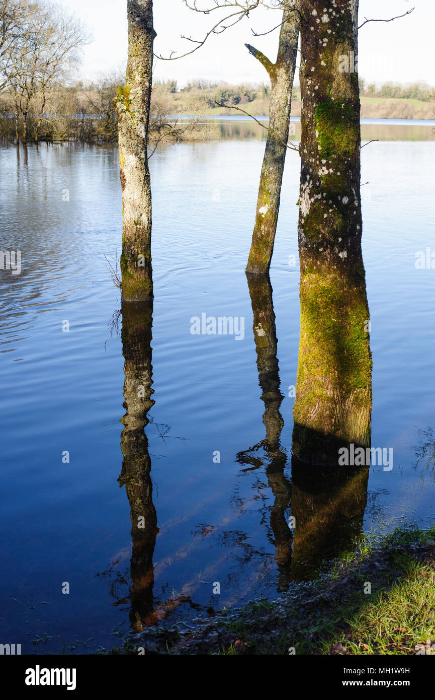 Tree Spring In Water Trees in the water on a spring time Stock Photo - Alamy