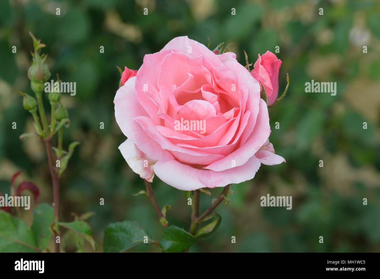 Rose Queen Elizabeth Stock Photo Alamy