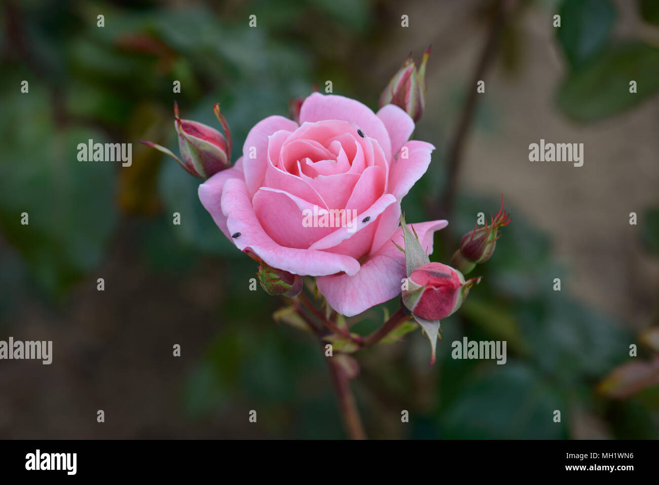 Rose Queen Elizabeth Stock Photo Alamy