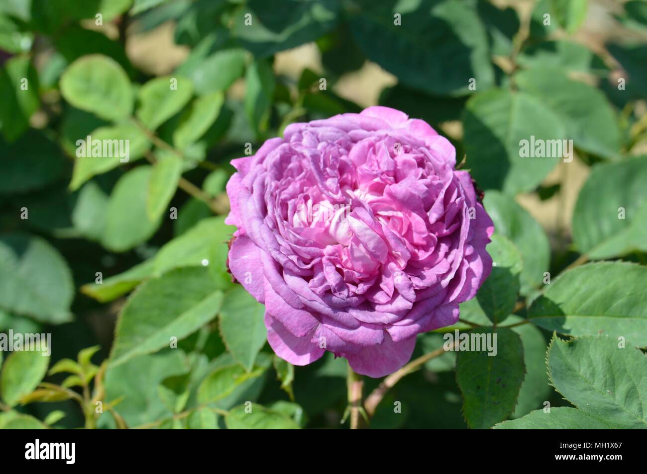 Rose Reine De Violettes Stock Photo
