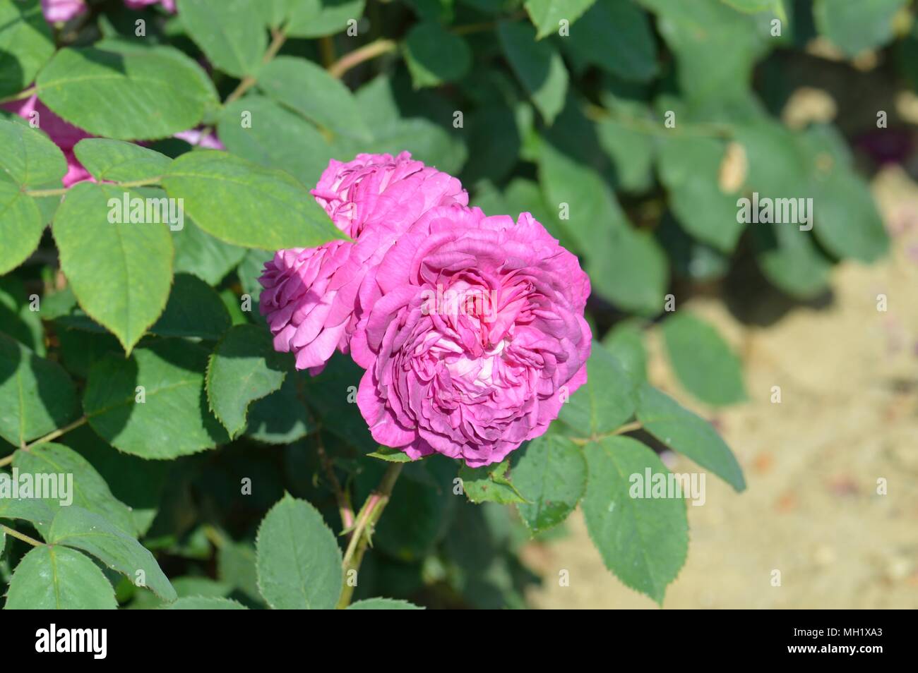 Rose Reine De Violettes Stock Photo