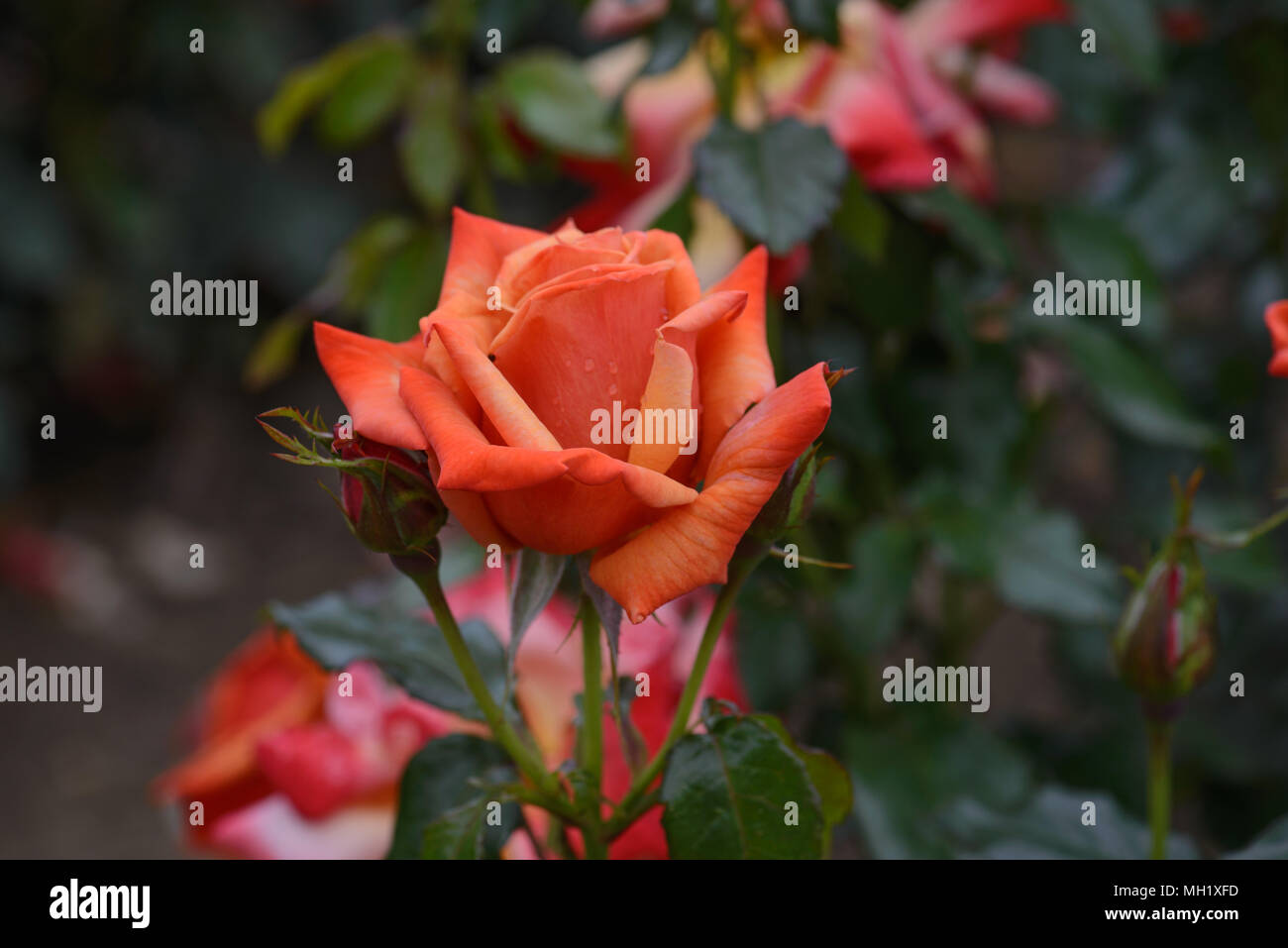 Rose Remember Me Stock Photo Alamy