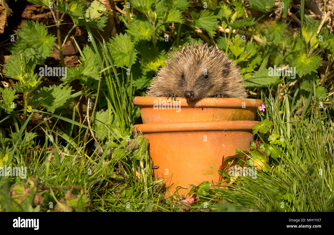 Hedgehog, Erinaceous Europaeus, wild, native, hedgehog, in a terracotta plant pot surrounded by green garden foliage.  Landscape. Stock Photo