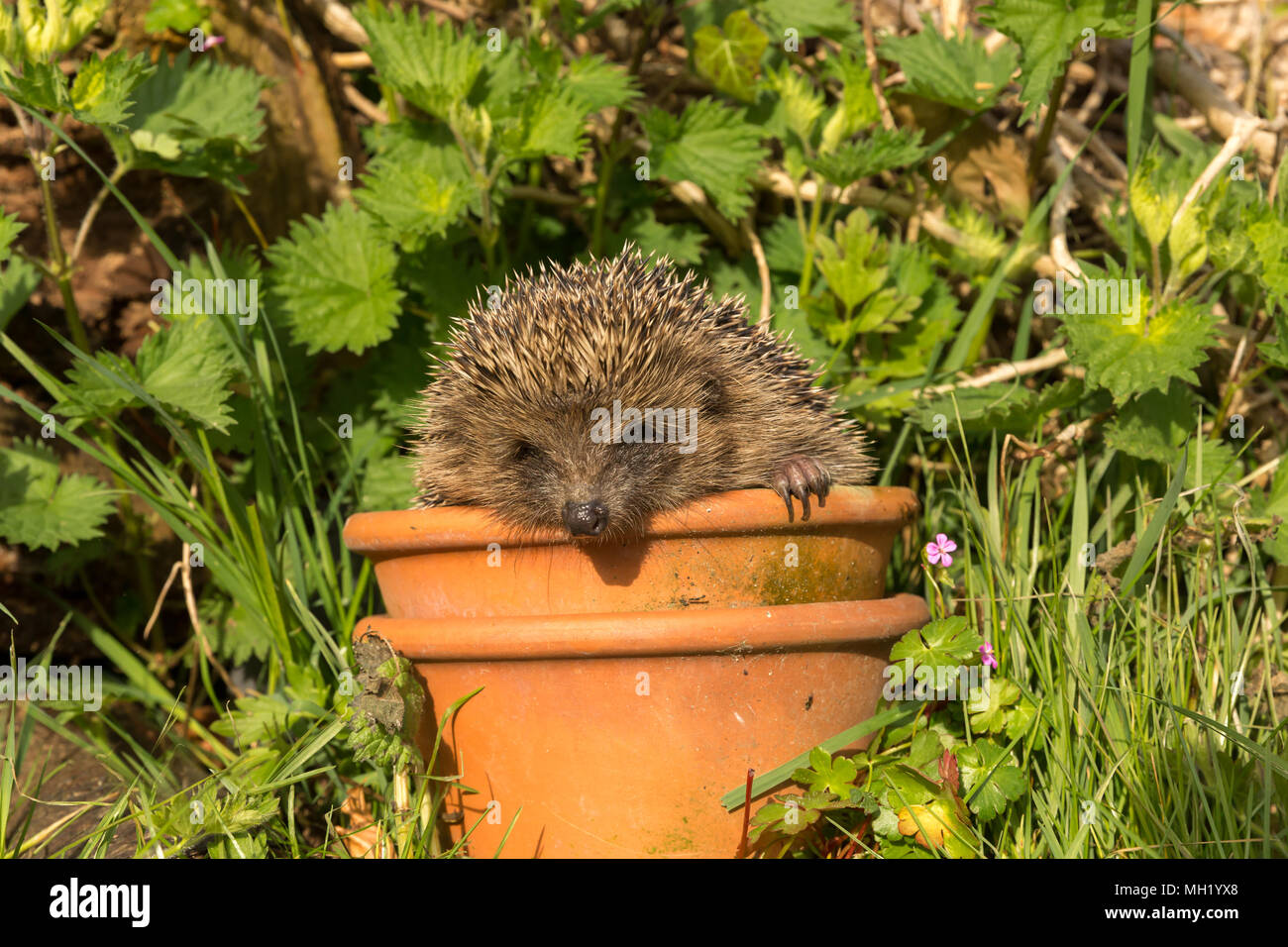 Hedgehog, Erinaceous Europaeus, wild, native, hedgehog, in a terracotta plant pot surrounded by green garden foliage.  Landscape. Stock Photo