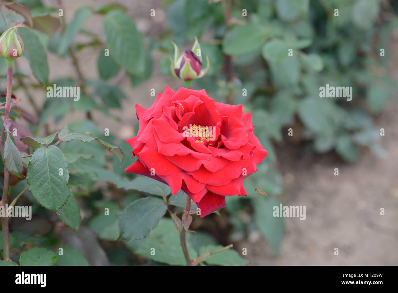 Rose Royal William Stock Photo - Alamy