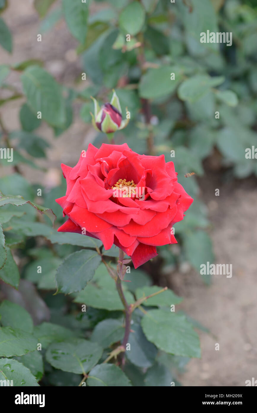 Rose Royal William Stock Photo - Alamy