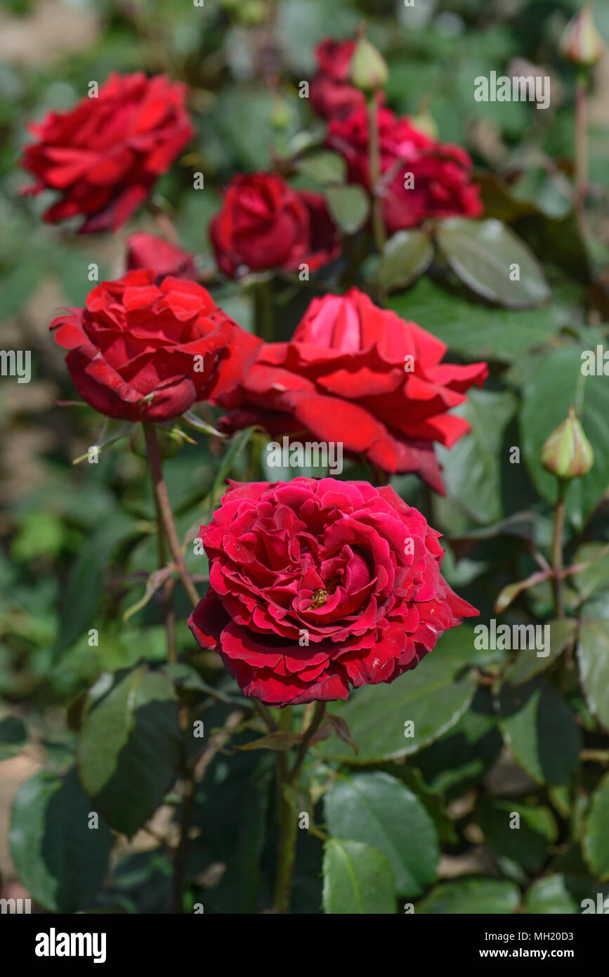 Rose Royal William Stock Photo - Alamy