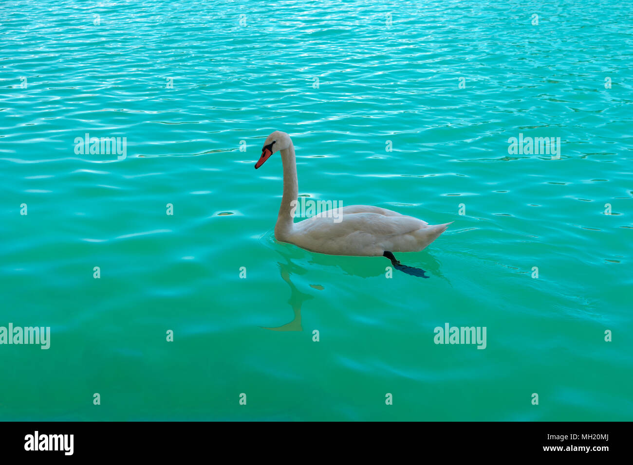 Beautiful white swan swimming in Bled lake Slovenia, Europe. Romantic landscape. Cygnus. Profile of White Mute Swan on clear turquoise water of blue l Stock Photo