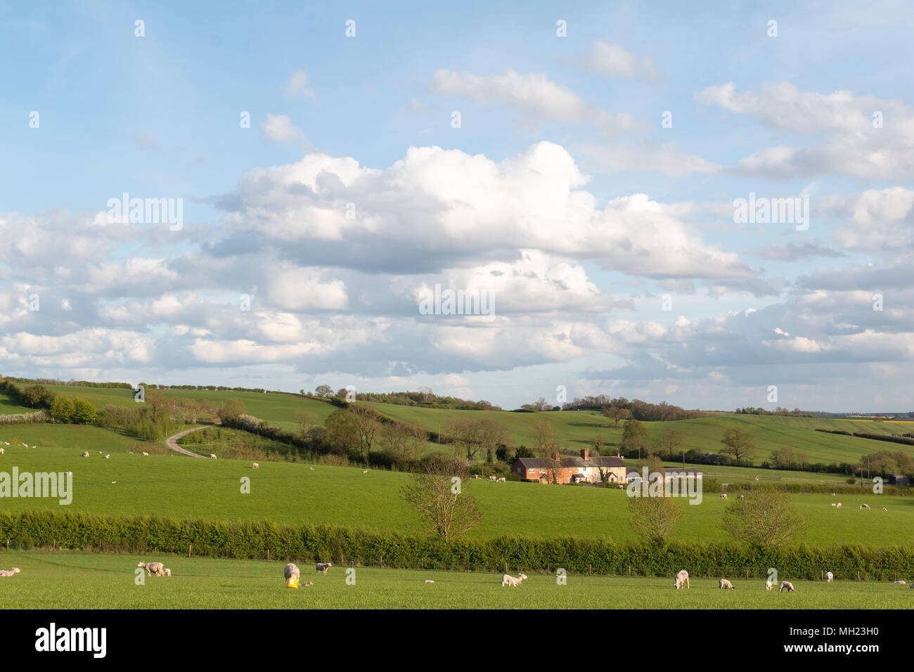An image, taken on a spring evening, of farmland and cottages between Loddington and Launde, Leicestershire, England, UK Stock Photo