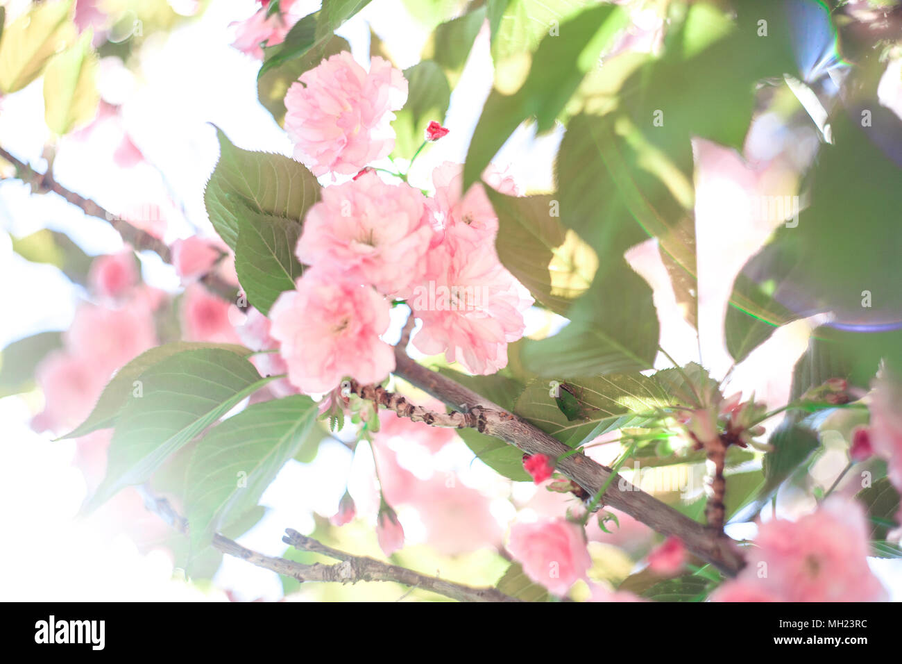 Cherry blossoms over blurred nature background. Spring flowers. Spring Background. Stock Photo