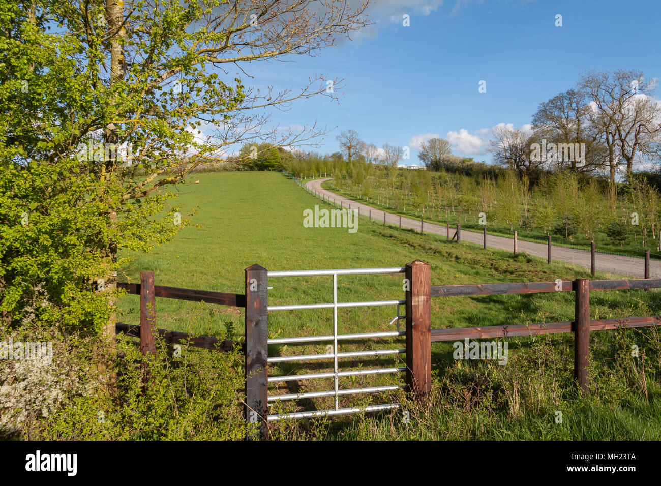 An image of a metal gate with wooden posts and fence, near Loddington, Leicestershire, England, UK Stock Photo