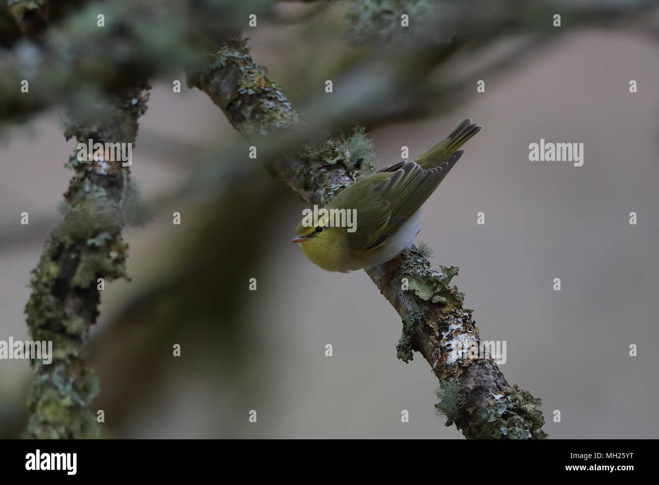 Oakwoods hi-res stock photography and images - Alamy