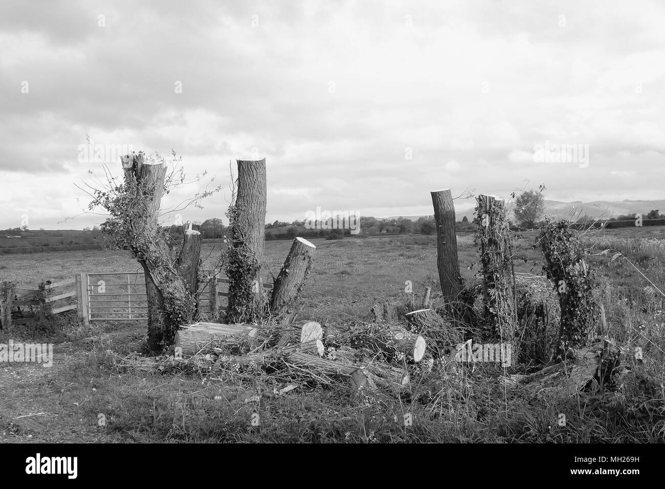 April 2018 - Beauty spot destroyed?  Coppice of trees cut down in rural Somerset near Cheddar, with a loss of wildlife habitat. Stock Photo