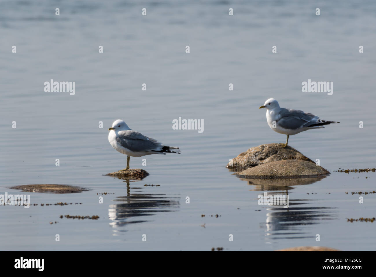 Pair of Common Gulls, Larus Canus, standing on stones in the sunshine by spring season Stock Photo