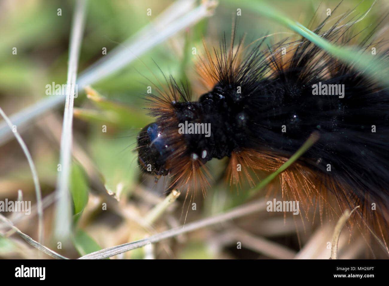 Caterpillar eyes hires stock photography and images Alamy