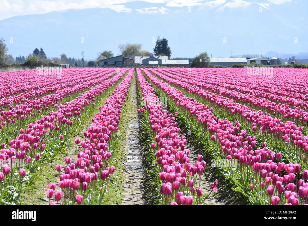 Field of Tulips in bloom Stock Photo