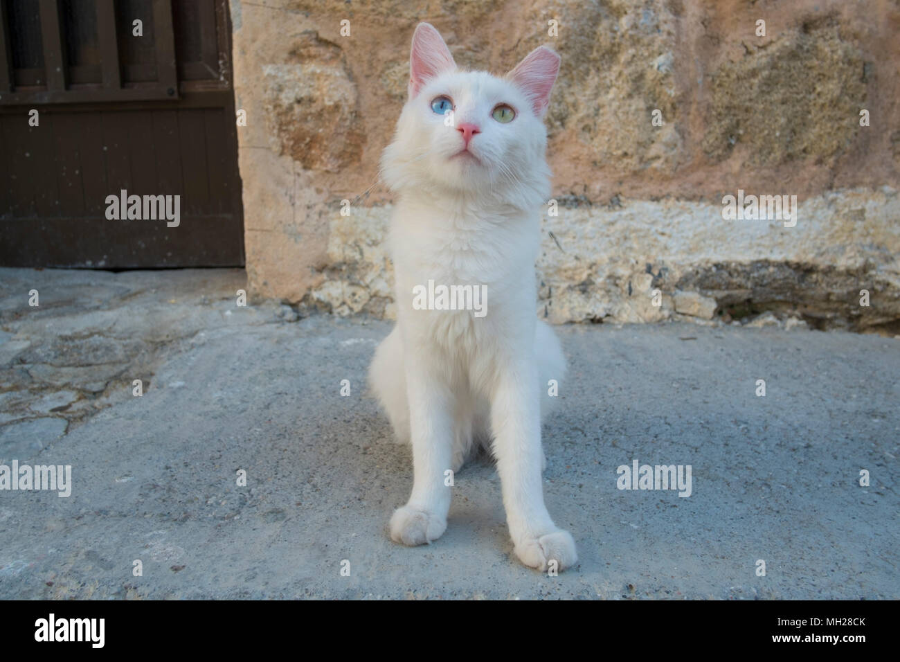 A street cat in Lindos, Rhodes with differemt coloured eyes, a feline form or complete heterochromia Stock Photo