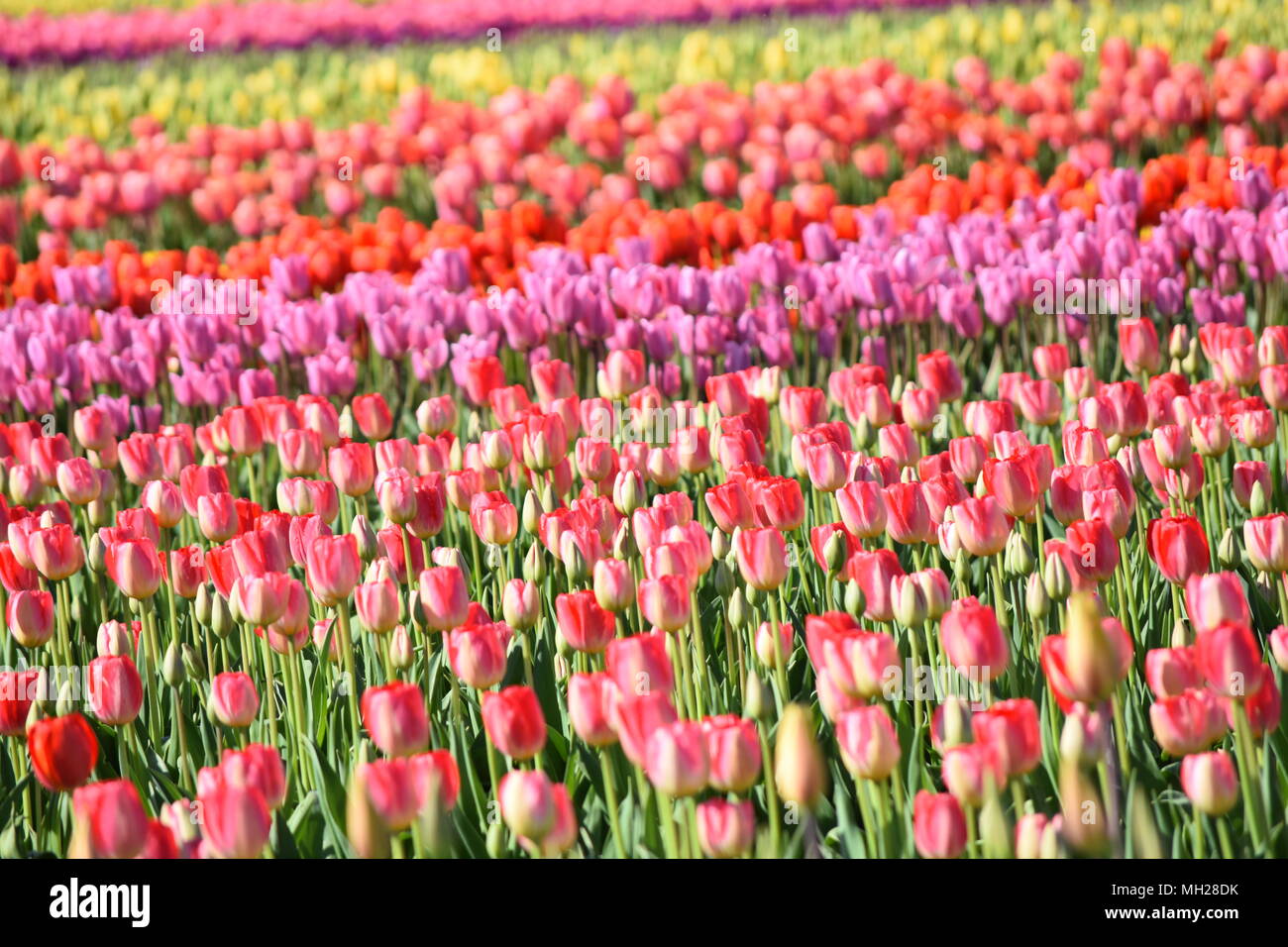 Colorful Tulips blooming in Skagit Valley, Washington USA Stock Photo