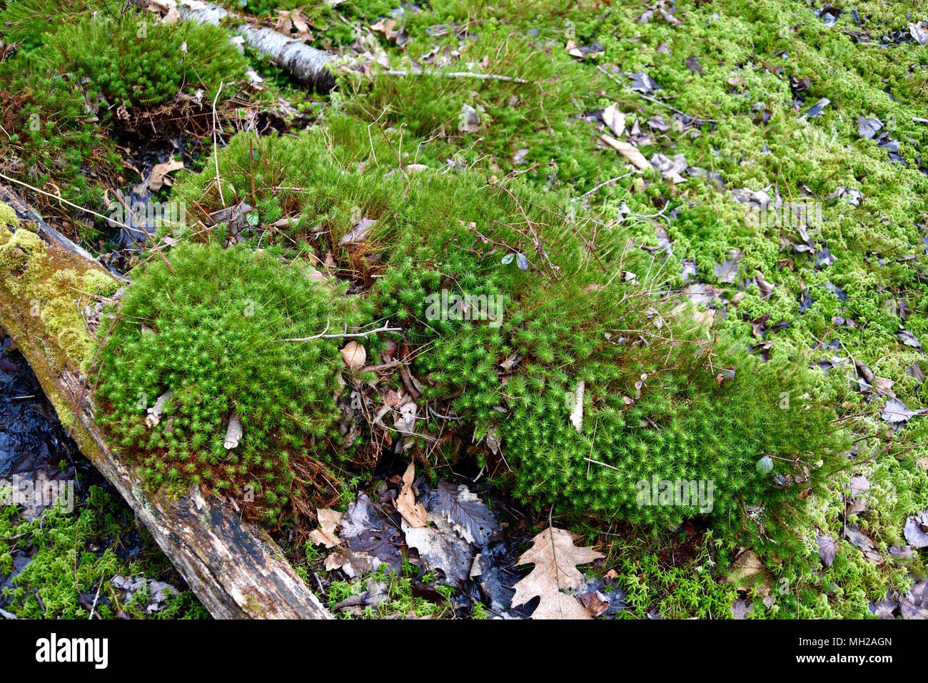 Sphagnum moss and other mosses growing in a spring forest. Stock Photo