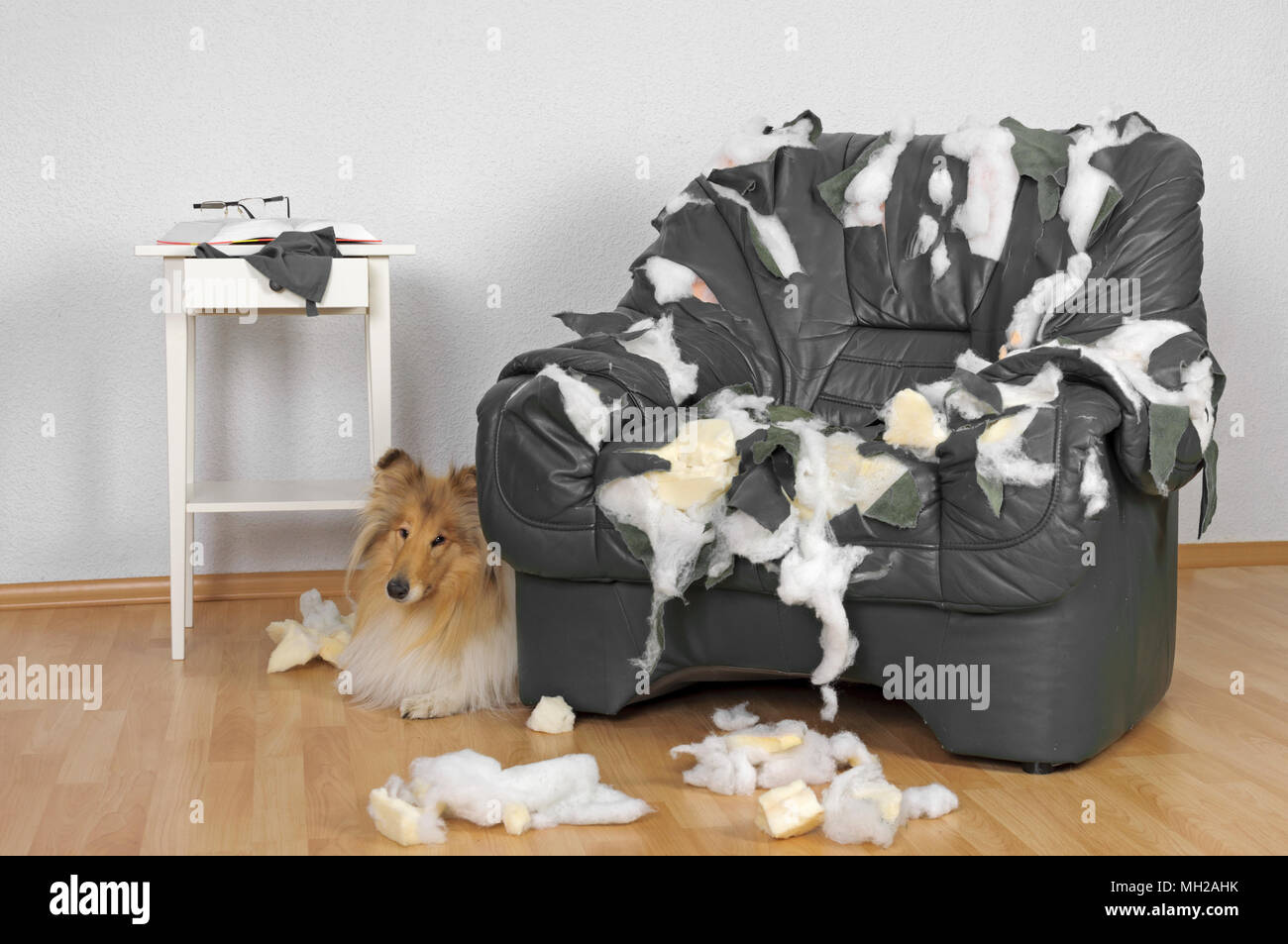 Dog hiding chair hires stock photography and images Alamy