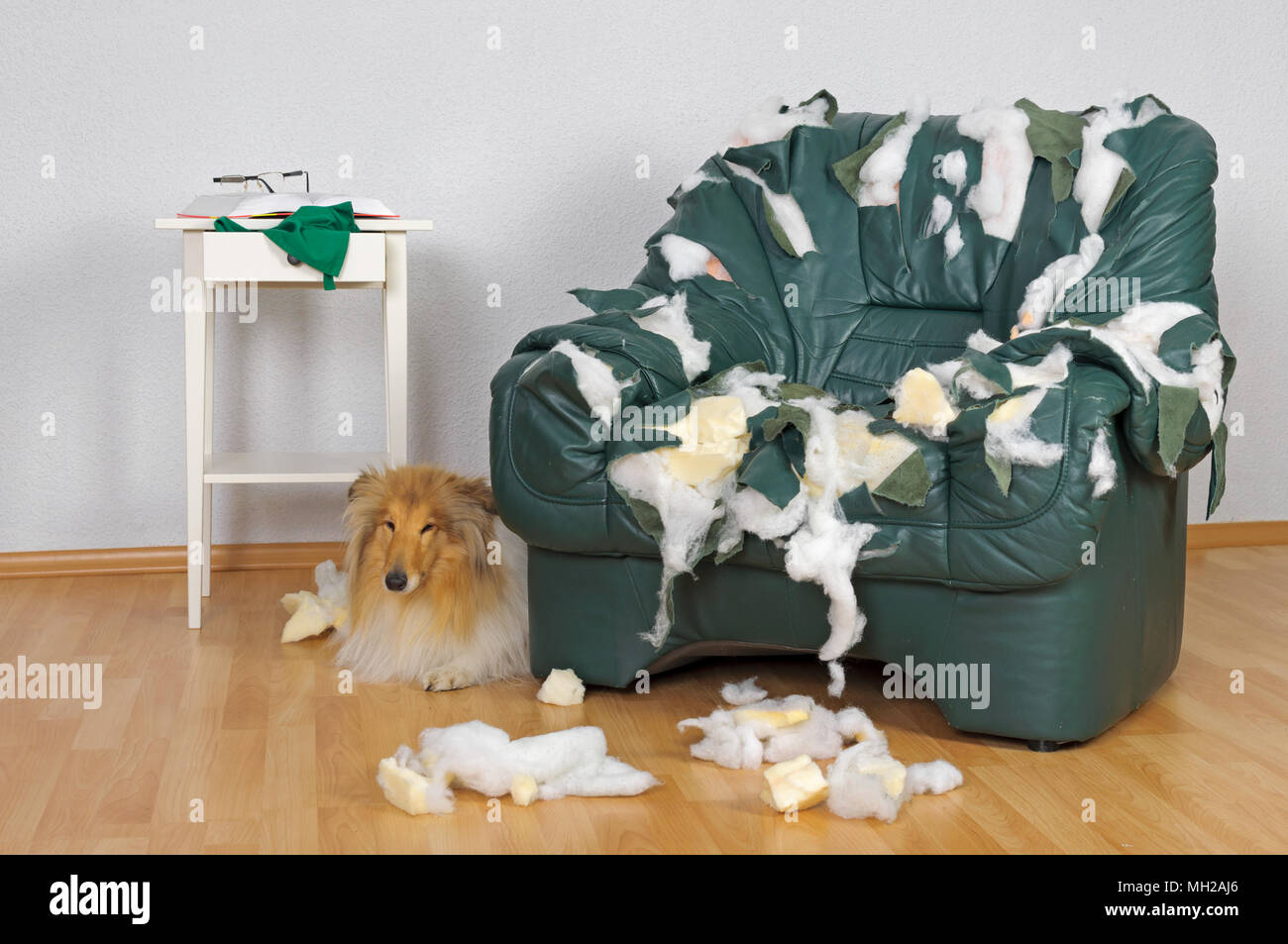 dog alone at home, collie dog Stock Photo Alamy