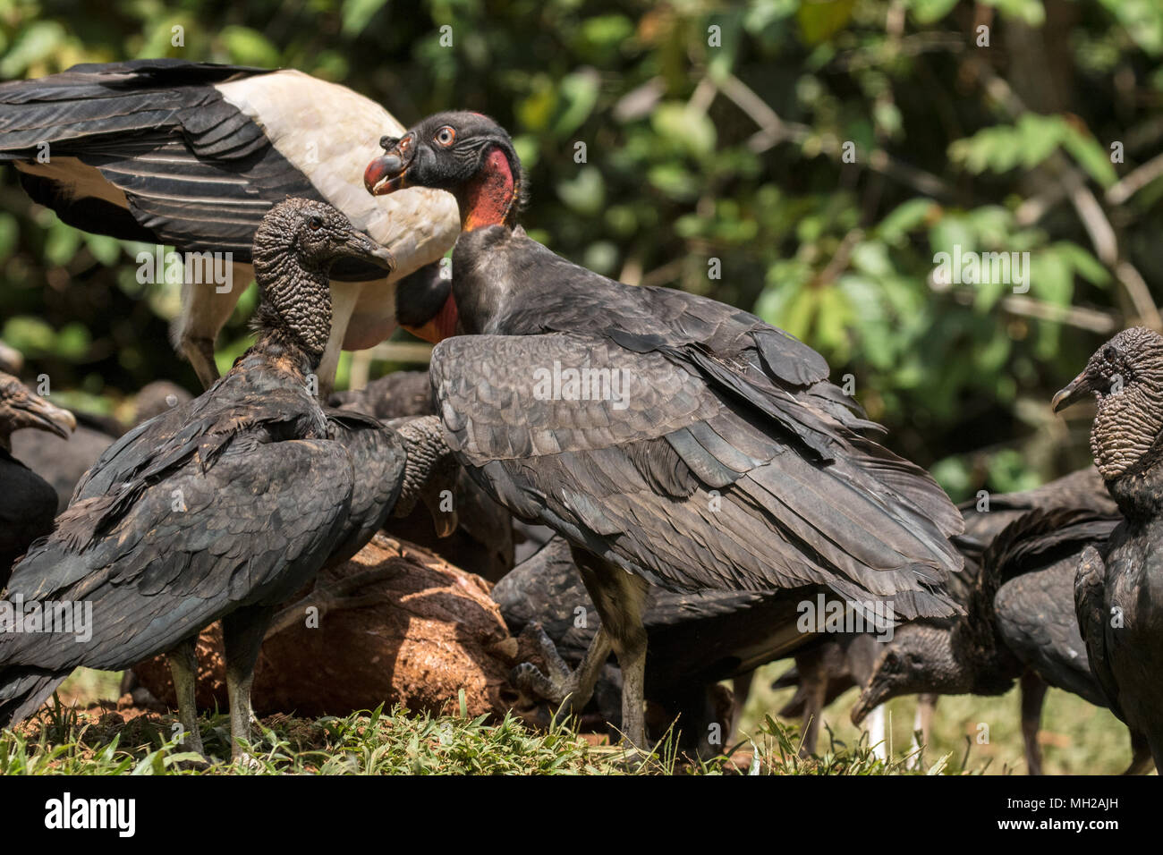 king vulture Sarcoramphus papa juvenile bird feeding at carcass, Laguna de Lagarto, Costa Rica Stock Photo