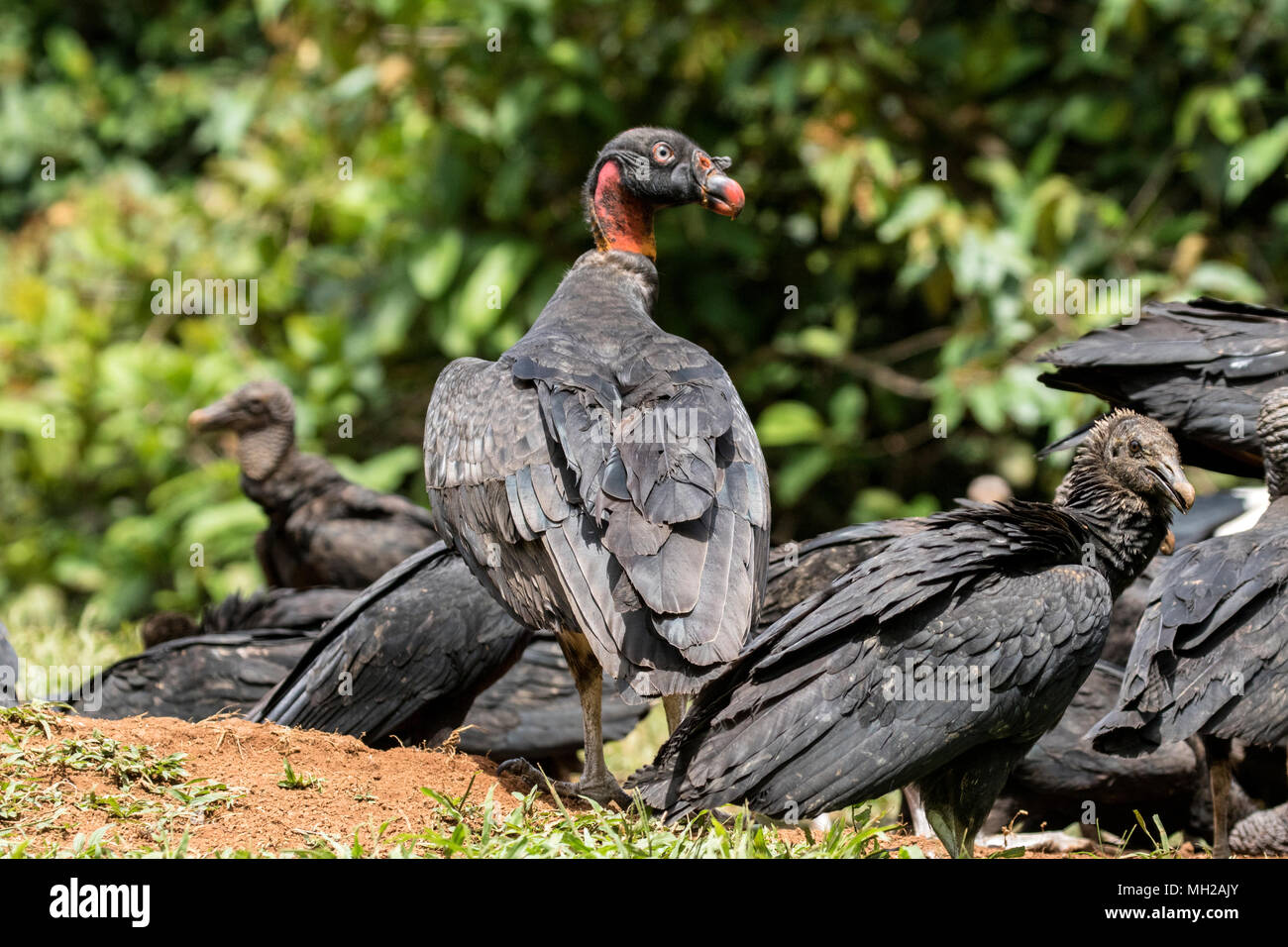 king vulture Sarcoramphus papa juvenile bird feeding at carcass, Laguna de Lagarto, Costa Rica Stock Photo
