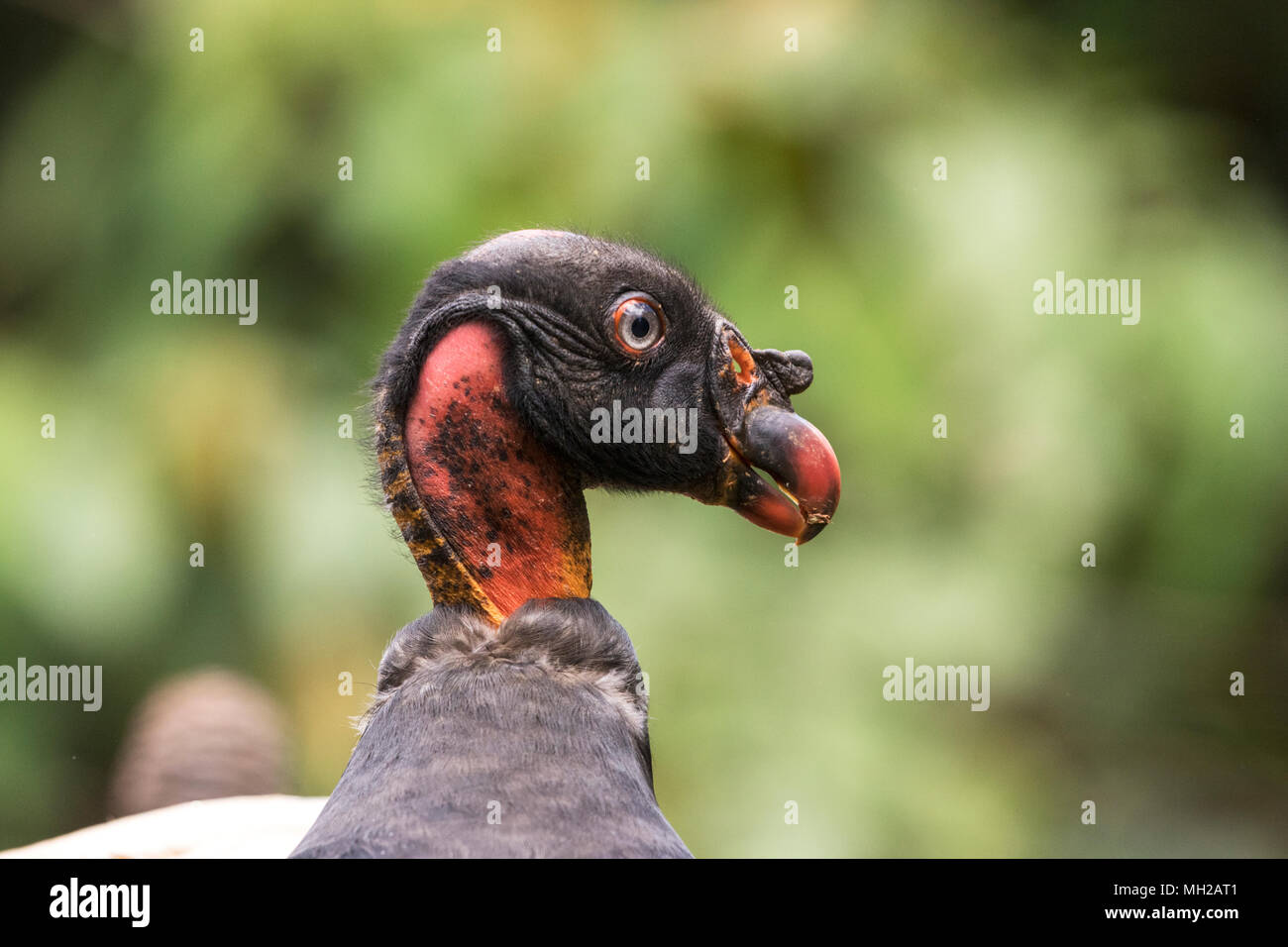 king vulture Sarcoramphus papa close up of head of juvenile bird feeding at carcass, Laguna de Lagarto, Costa Rica Stock Photo