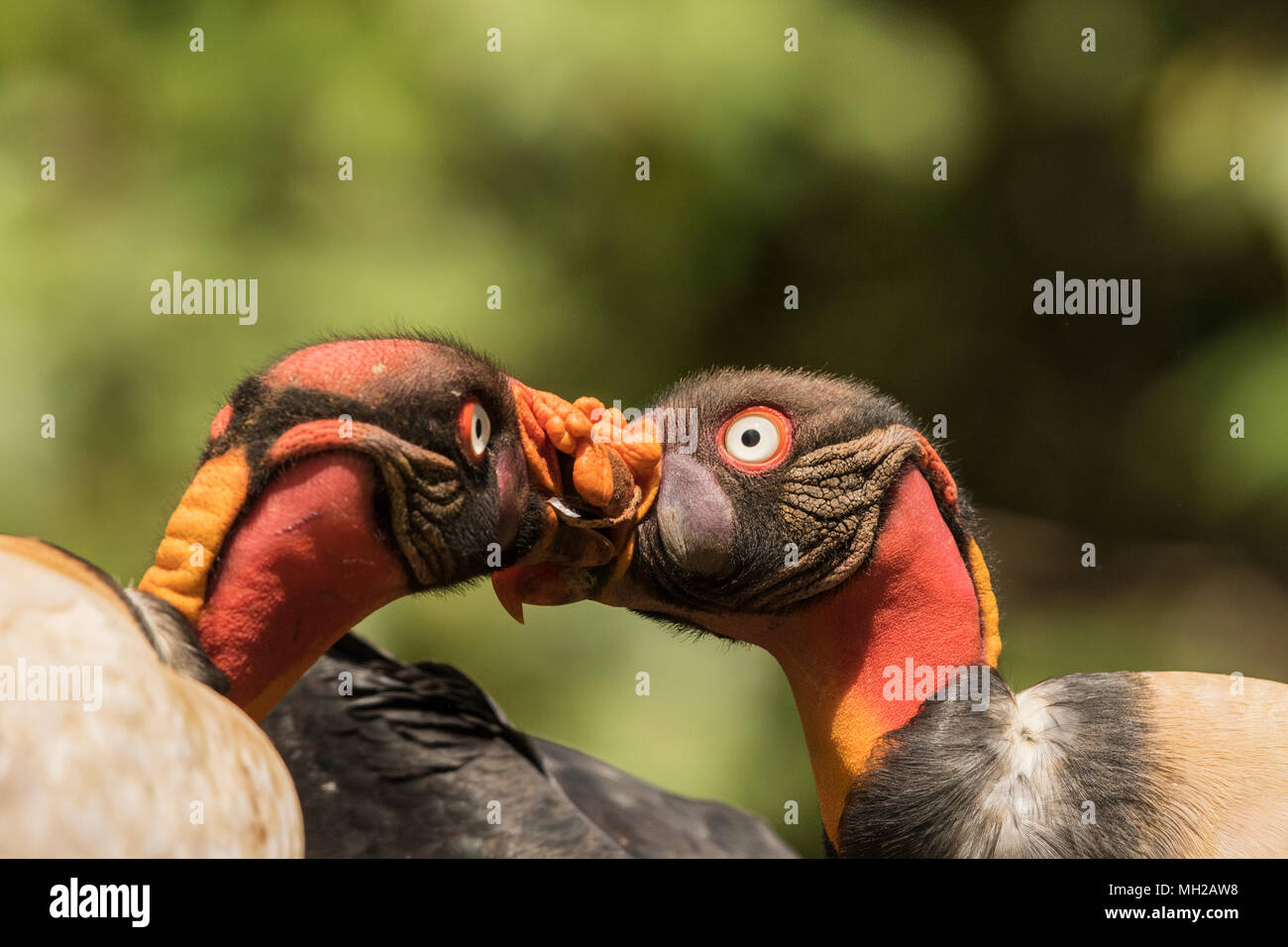 king vulture Sarcoramphus papa close up of heads of two adults interacting at carcass, Laguna de Lagarto, Costa Rica Stock Photo