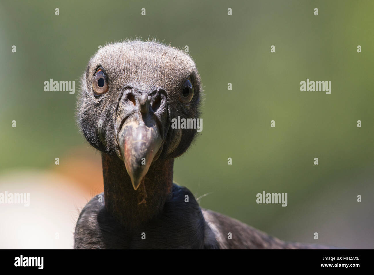 king vulture Sarcoramphus papa close up of head of juvenile bird feeding at carcass, Laguna de Lagarto, Costa Rica Stock Photo