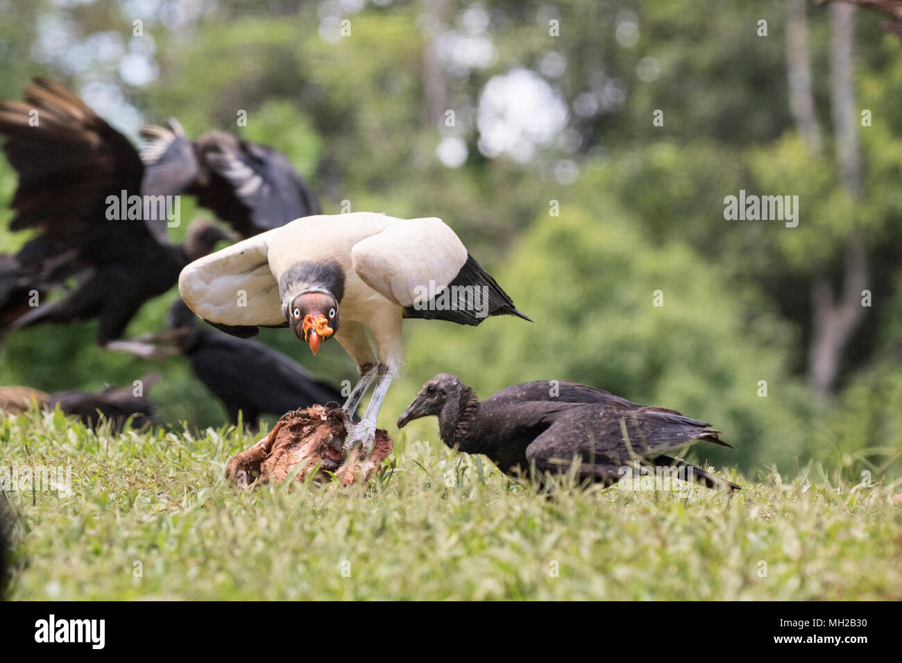 king vulture Sarcoramphus papa adult bird feeding at carcass, Laguna de Lagarto, Costa Rica Stock Photo
