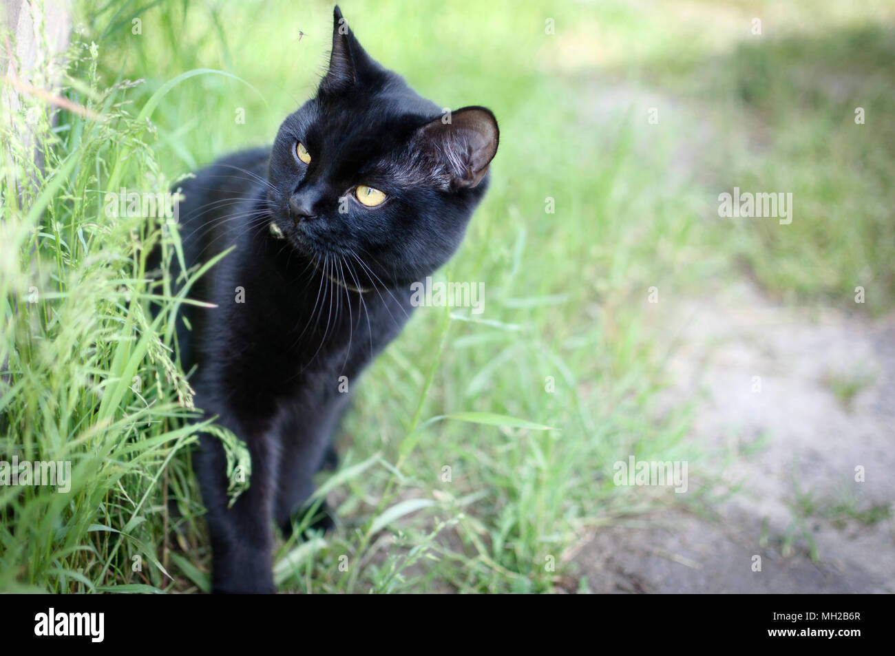 Black cat in the garden Stock Photo Alamy
