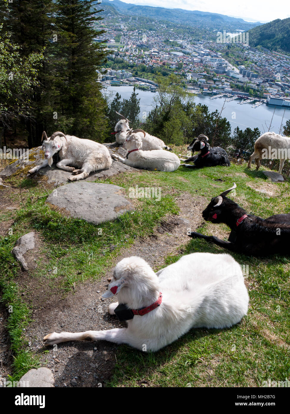 View over Bergen, Norway from Fløyfjellet (Fløyen) with wild goats Stock Photo