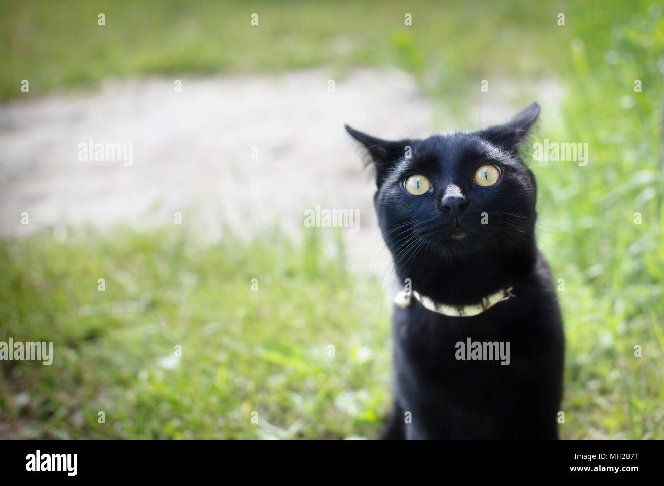 Black cat in the garden Stock Photo