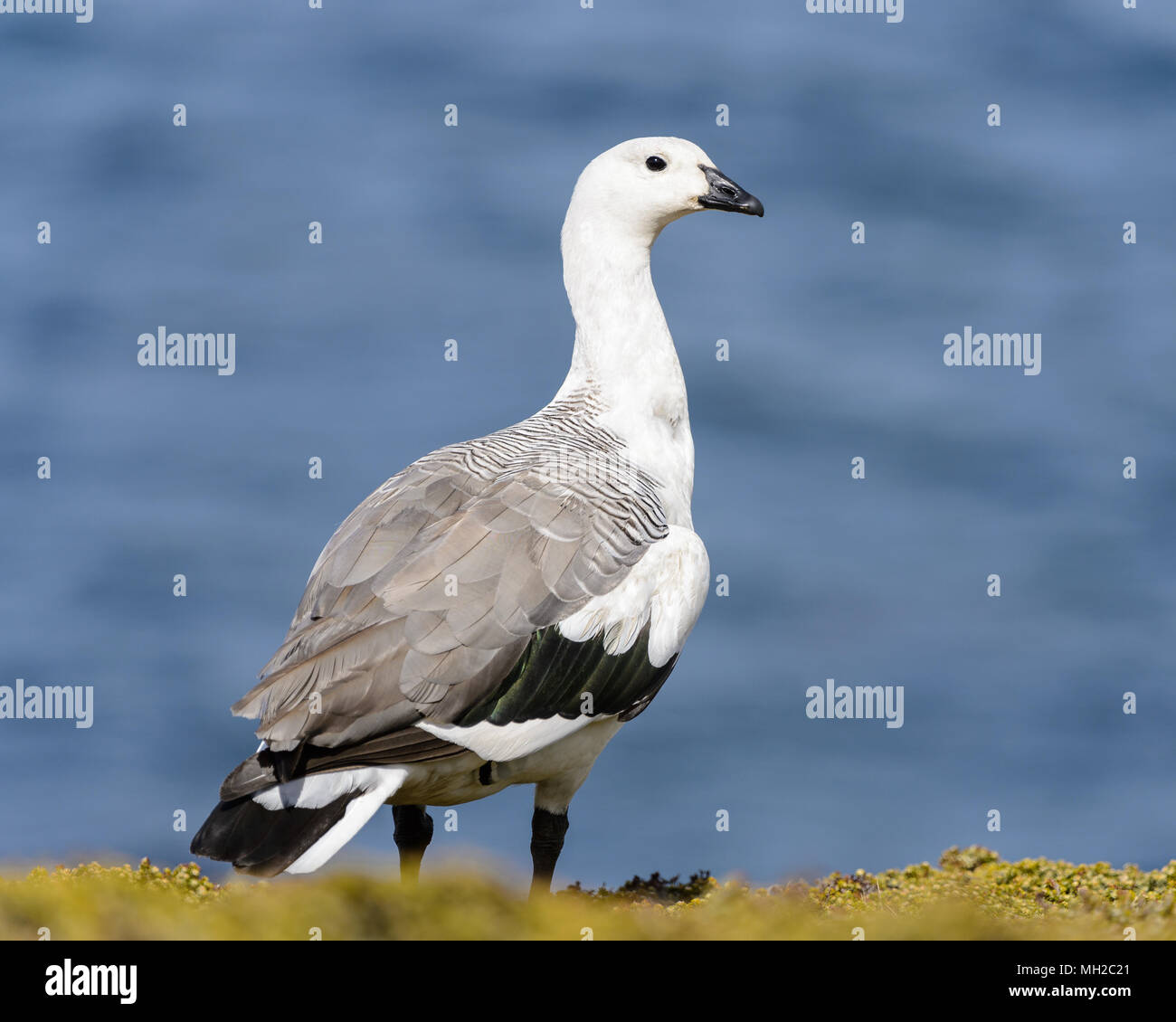 Bird of Falkland Islands Stock Photo - Alamy