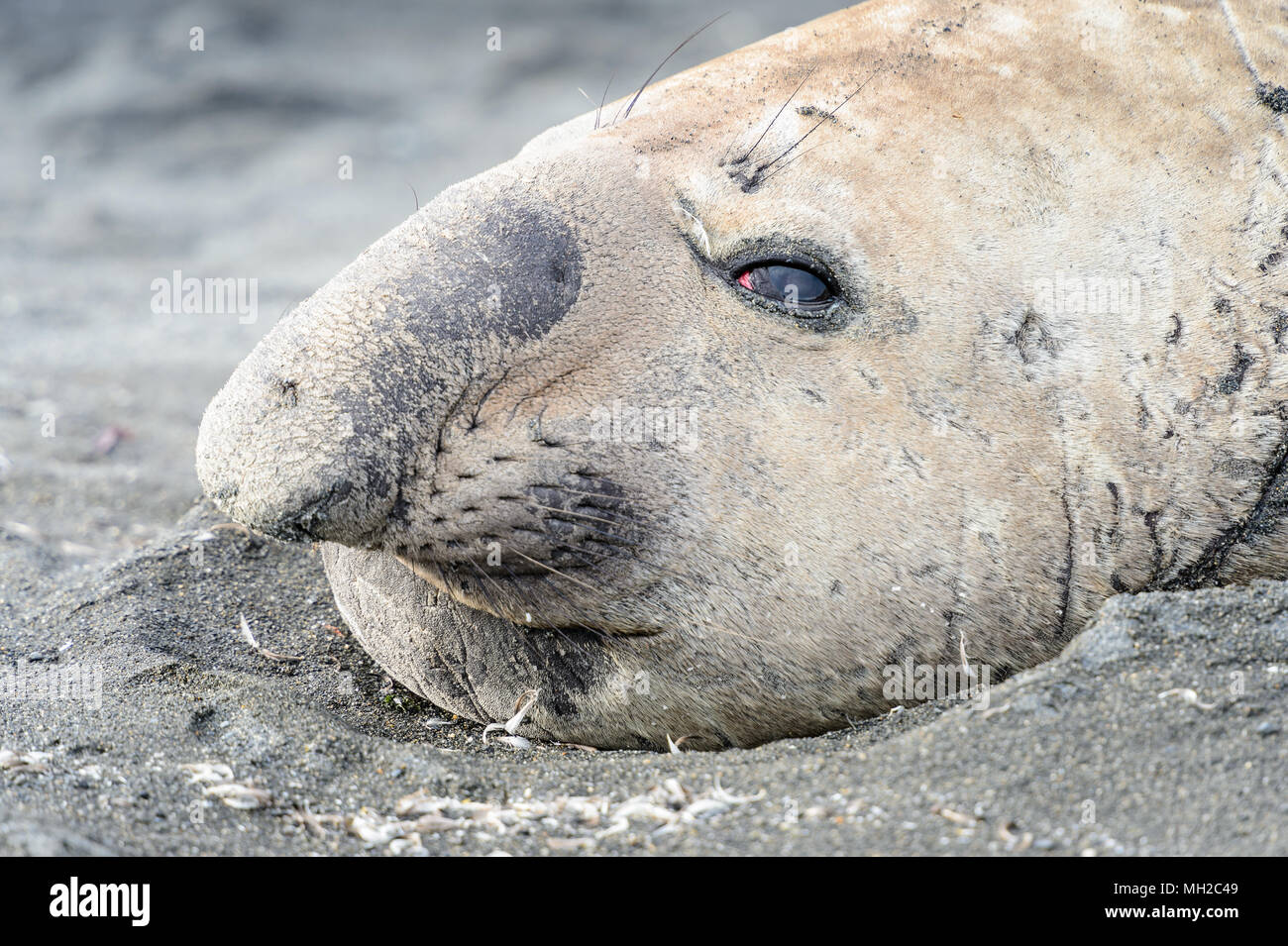 Big Seal on the coast in South Georgia Stock Photo - Alamy
