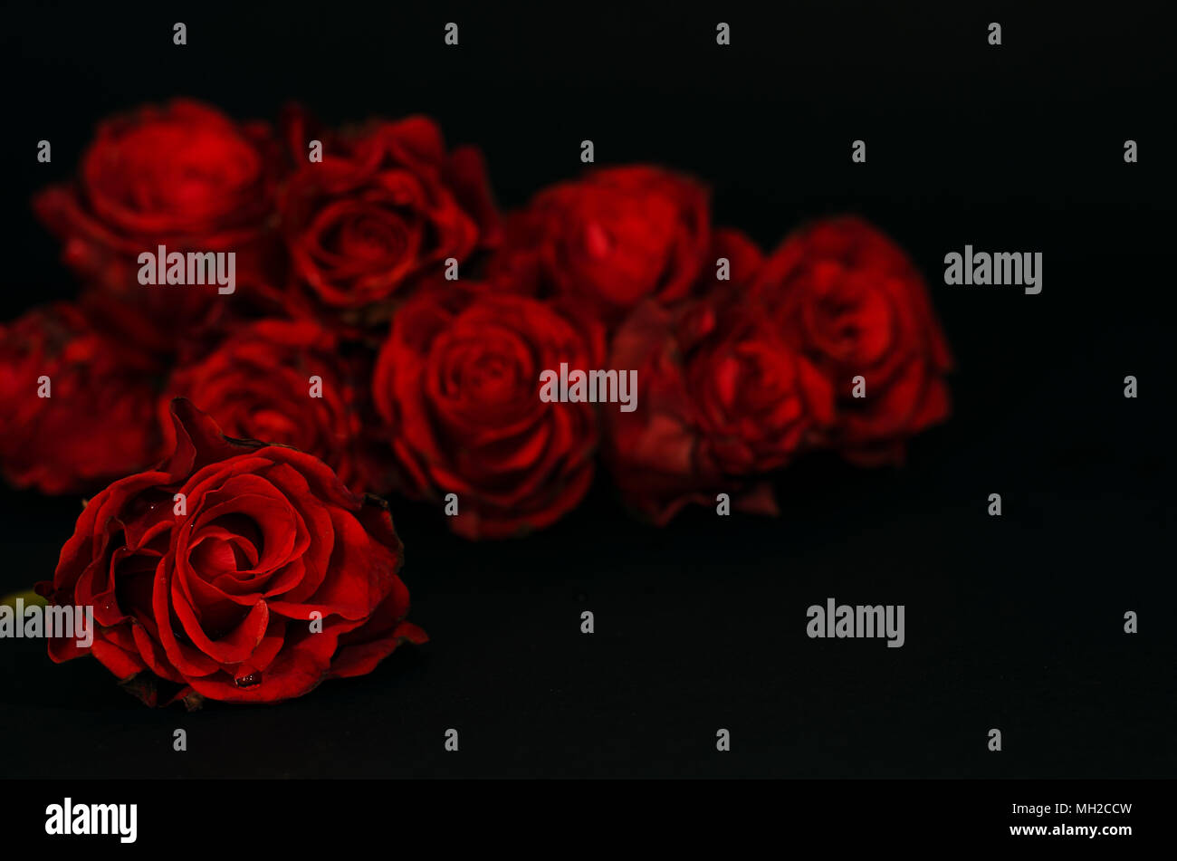 Red roses in the darkness Stock Photo - Alamy