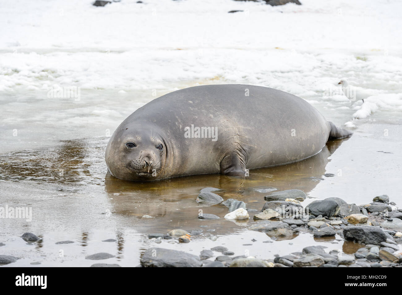 Big Seal on the coast in South Georgia Stock Photo - Alamy