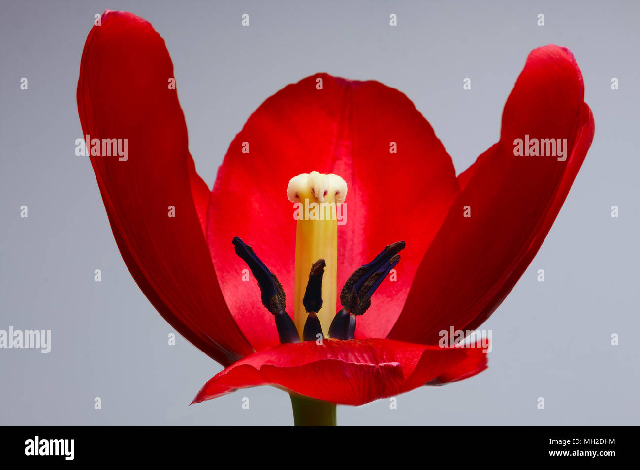 Closeup view on center of a red tulip blossom with seeds Stock Photo