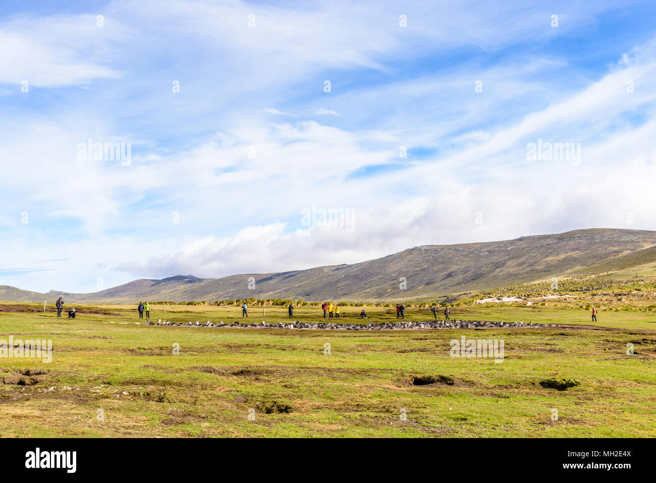 Nature of the Falkland Islands Stock Photo Alamy
