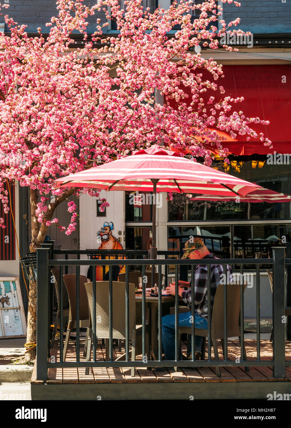 Japanese cherry tree in full springtime bloom; Prunus serrulata; sakura; customer at Currents; outdoor cafe; Salida; Colorado; USA Stock Photo