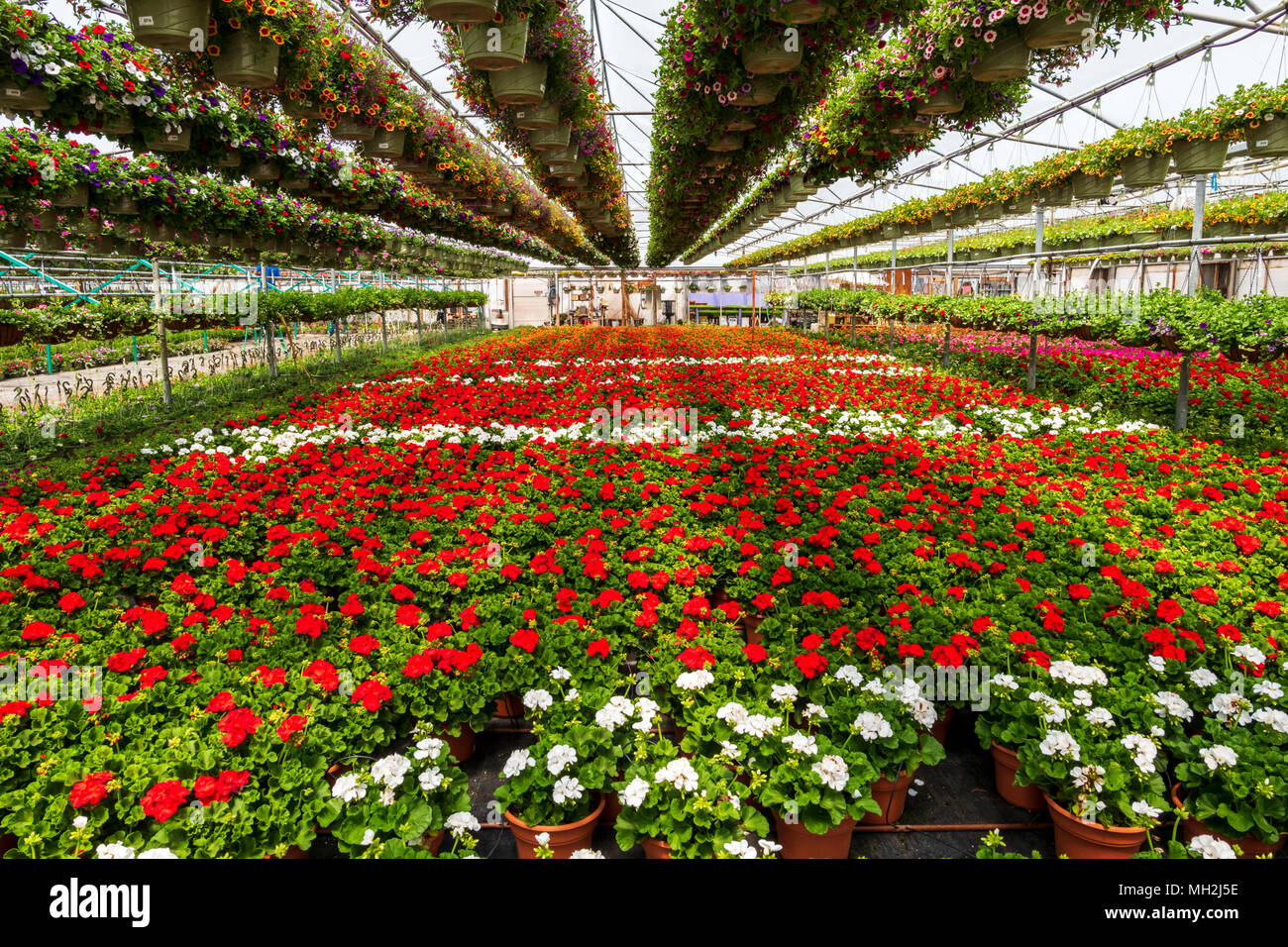 Fresh spring Geranium flowers for sale at a small town nursery. Stock Photo