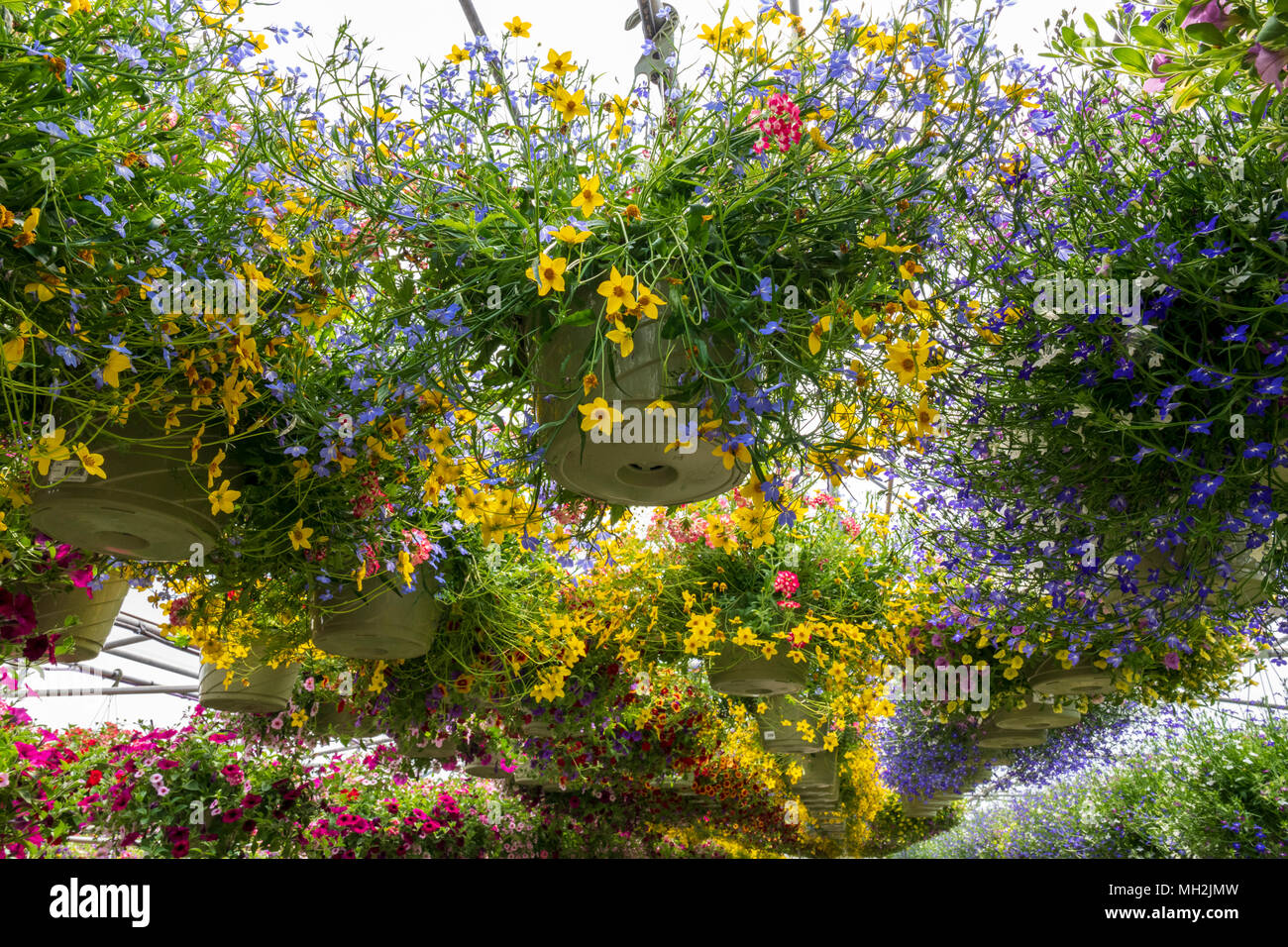 Fresh spring flowers and hanging plants for sale at a small town
