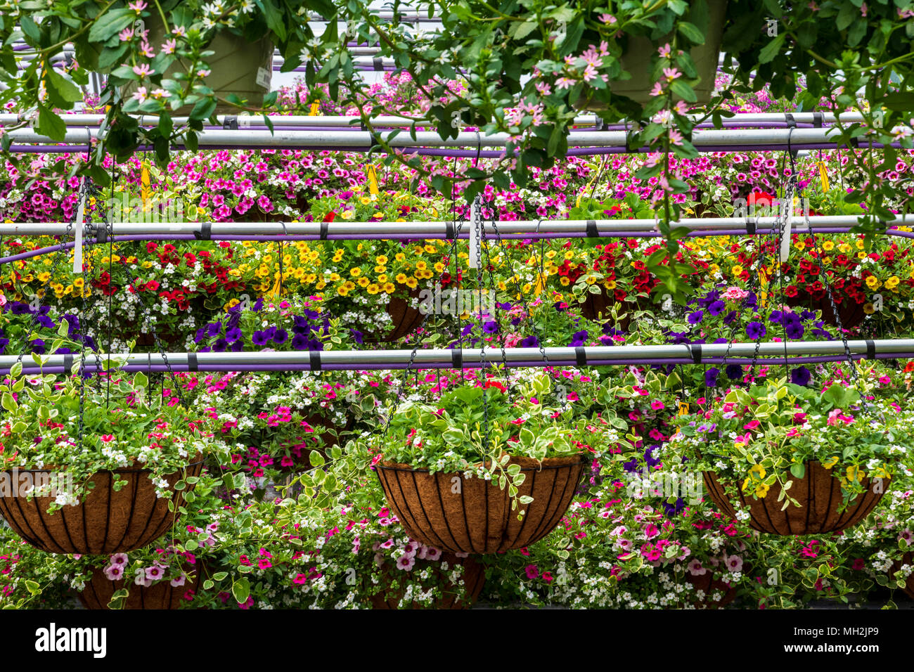 Fresh spring flowers and hanging plants for sale at a small town