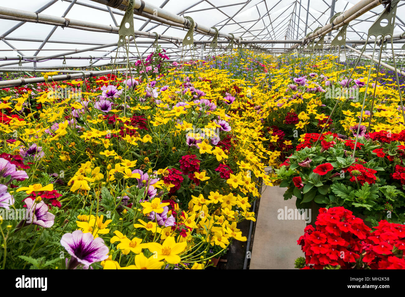 Fresh spring flowers and hanging plants for sale at a small town