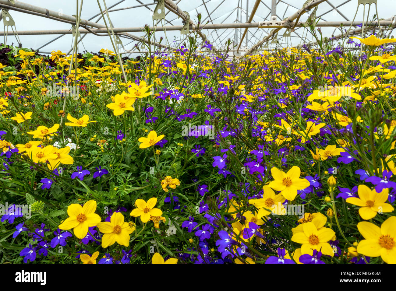 Fresh spring flowers and hanging plants for sale at a small town
