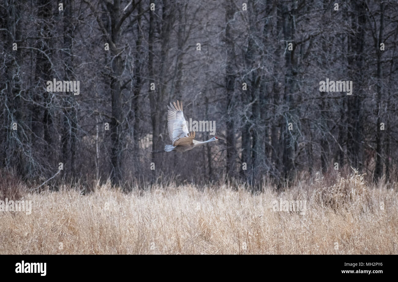 Sandhill Crane Flying Stock Photo