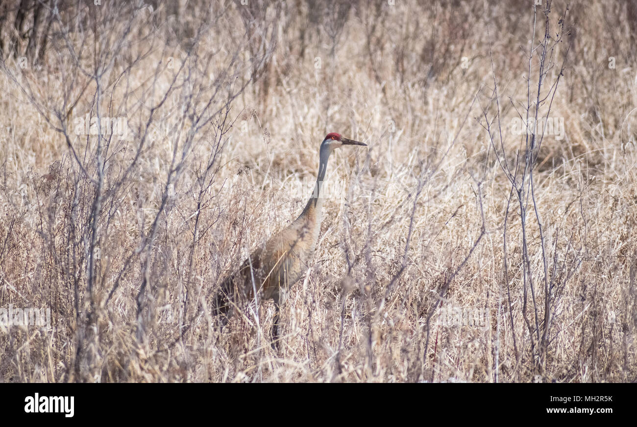 Sandhill Crane In Marsh Stock Photo