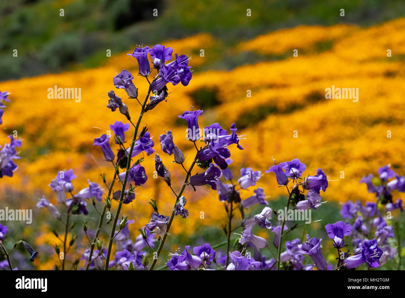 Purple wild flowers during the super bloom in Walker Canyon